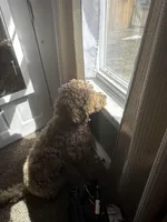 Willow , a female Goldendoodle for sale in Woodsville, NH – Photo 3 of 6