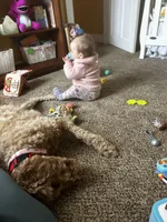 Willow , a female Goldendoodle for sale in Woodsville, NH – Photo 5 of 6