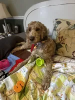 Willow , a female Goldendoodle for sale in Woodsville, NH – Photo 4 of 6