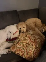 Milo , a male Goldendoodle and Poodle - Miniature  for sale in North Haverhill, NH – 4 of 7