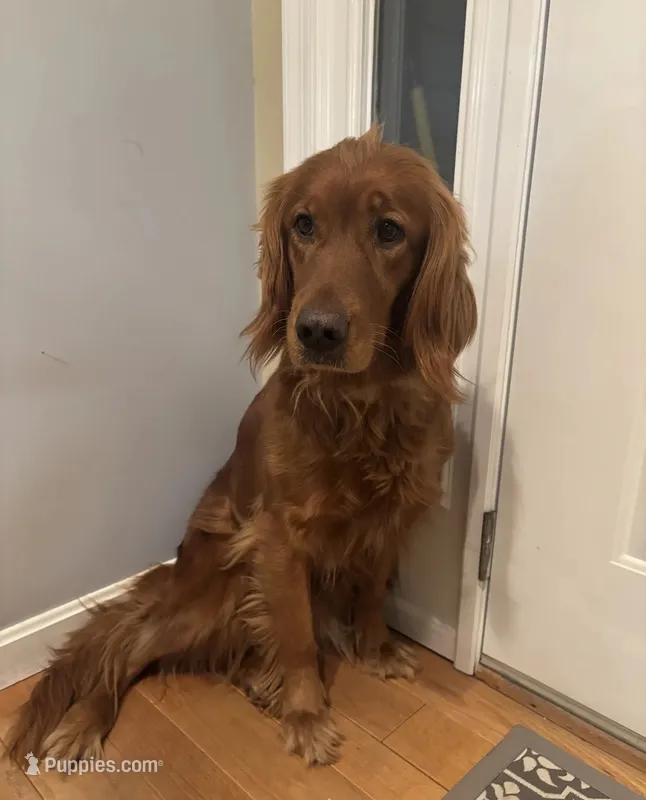 Maple  – Golden Retriever puppy for sale in Woodsville, NH