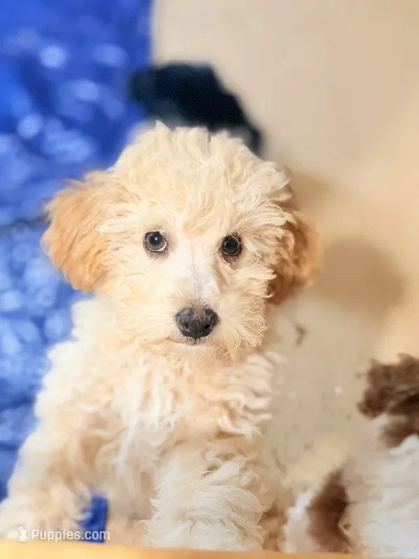 Archie  – Poodle - Toy  puppy for sale in North Haverhill, NH