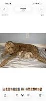 Willow, a female Goldendoodle for sale in Woodsville, NH – 3 of 5