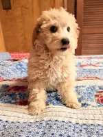 Archie , a male Poodle - Toy  for sale in North Haverhill, NH – 2 of 2