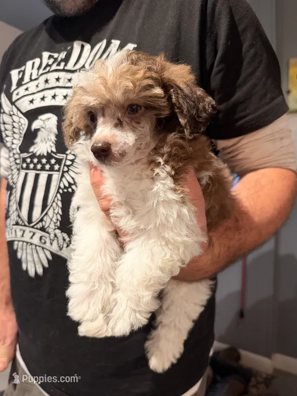 Darla  – Poodle - Toy  puppy for sale in North Haverhill, NH