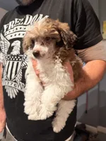 Darla , a female Poodle - Toy  for sale in North Haverhill, NH – 1 of 4