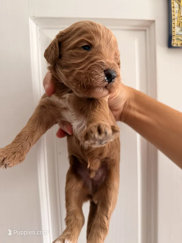 Copper  – Goldendoodle, Poodle - Toy  puppy for sale in Woodsville, NH