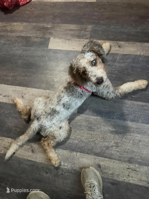 Tula  – Poodle - Miniature , Miniature Bernedoodle puppy for sale in Woodsville, NH