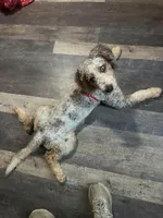 Tula , a female Poodle - Miniature  and Miniature Bernedoodle for sale in Woodsville, NH – 1 of 3