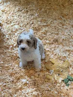Lily, a female Goldendoodle for sale in Woodsville, NH – 2 of 2