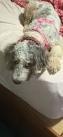Tula , a female Poodle - Miniature  and Miniature Bernedoodle for sale in Woodsville, NH – 3 of 3