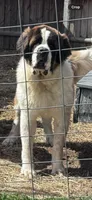 Cujo, a male Saint Bernard for sale in Woodsville, NH – 3 of 3