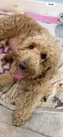 Willow, a female Goldendoodle for sale in Woodsville, NH – 5 of 5