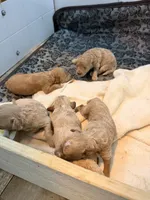 Lilac , a female Poodle - Toy  for sale in North Haverhill, NH – 2 of 2