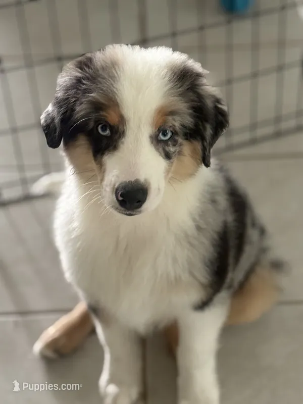Pugsley – Miniature Australian Shepherd puppy for sale in Katy, TX