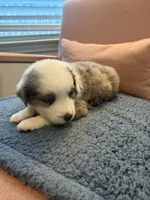 Copper, a male Miniature Australian Shepherd for sale in Katy, TX – Photo 3 of 6