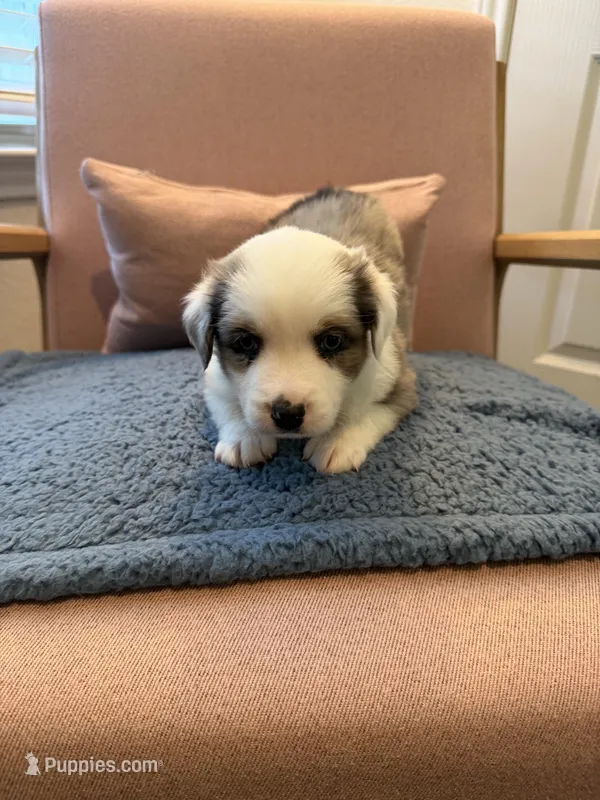 Copper – Miniature Australian Shepherd puppy for sale in Katy, TX