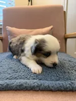 Copper, a male Miniature Australian Shepherd for sale in Katy, TX – Photo 5 of 6