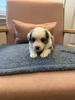 Copper, a male Miniature Australian Shepherd for sale in Katy, TX – Photo 2 of 6