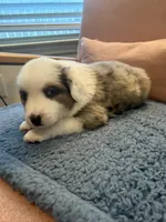 Copper, a male Miniature Australian Shepherd for sale in Katy, TX – Photo 4 of 6