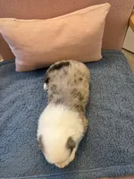 Copper, a male Miniature Australian Shepherd for sale in Katy, TX – Photo 6 of 6