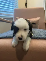 Jet Jr, a male Miniature Australian Shepherd for sale in Katy, TX – Photo 1 of 4