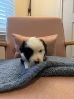 Jet Jr, a male Miniature Australian Shepherd for sale in Katy, TX – Photo 2 of 4