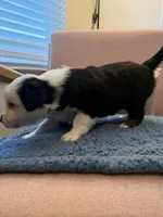 Jet Jr, a male Miniature Australian Shepherd for sale in Katy, TX – Photo 4 of 4