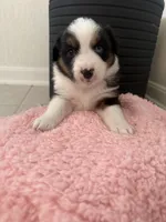 Charlotte, a female Miniature Australian Shepherd for sale in Katy, TX – Photo 3 of 4