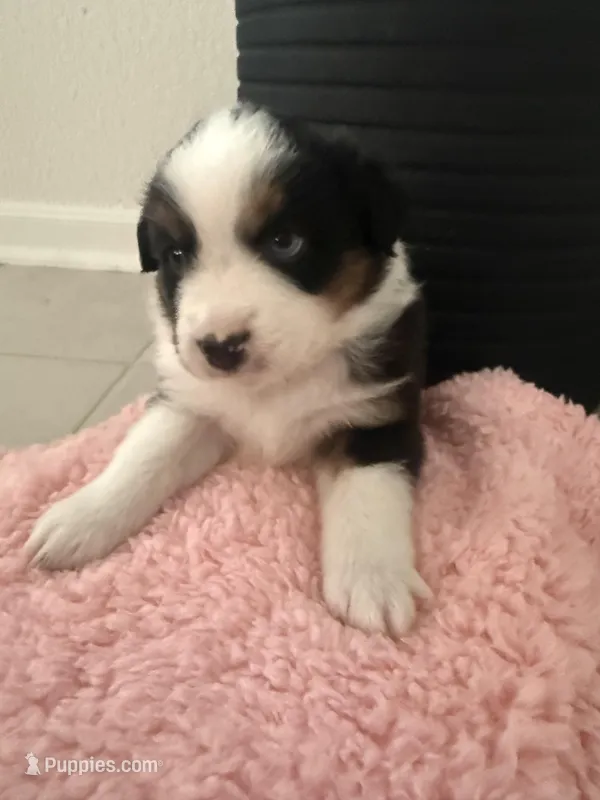 Charlotte – Miniature Australian Shepherd puppy for sale in Katy, TX