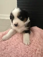 Charlotte, a female Miniature Australian Shepherd for sale in Katy, TX – Photo 1 of 4