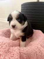 Charlotte, a female Miniature Australian Shepherd for sale in Katy, TX – Photo 2 of 4