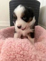 Charlotte, a female Miniature Australian Shepherd for sale in Katy, TX – Photo 4 of 4