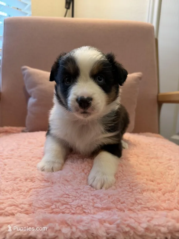 Charlotte – Miniature Australian Shepherd puppy for sale in Katy, TX