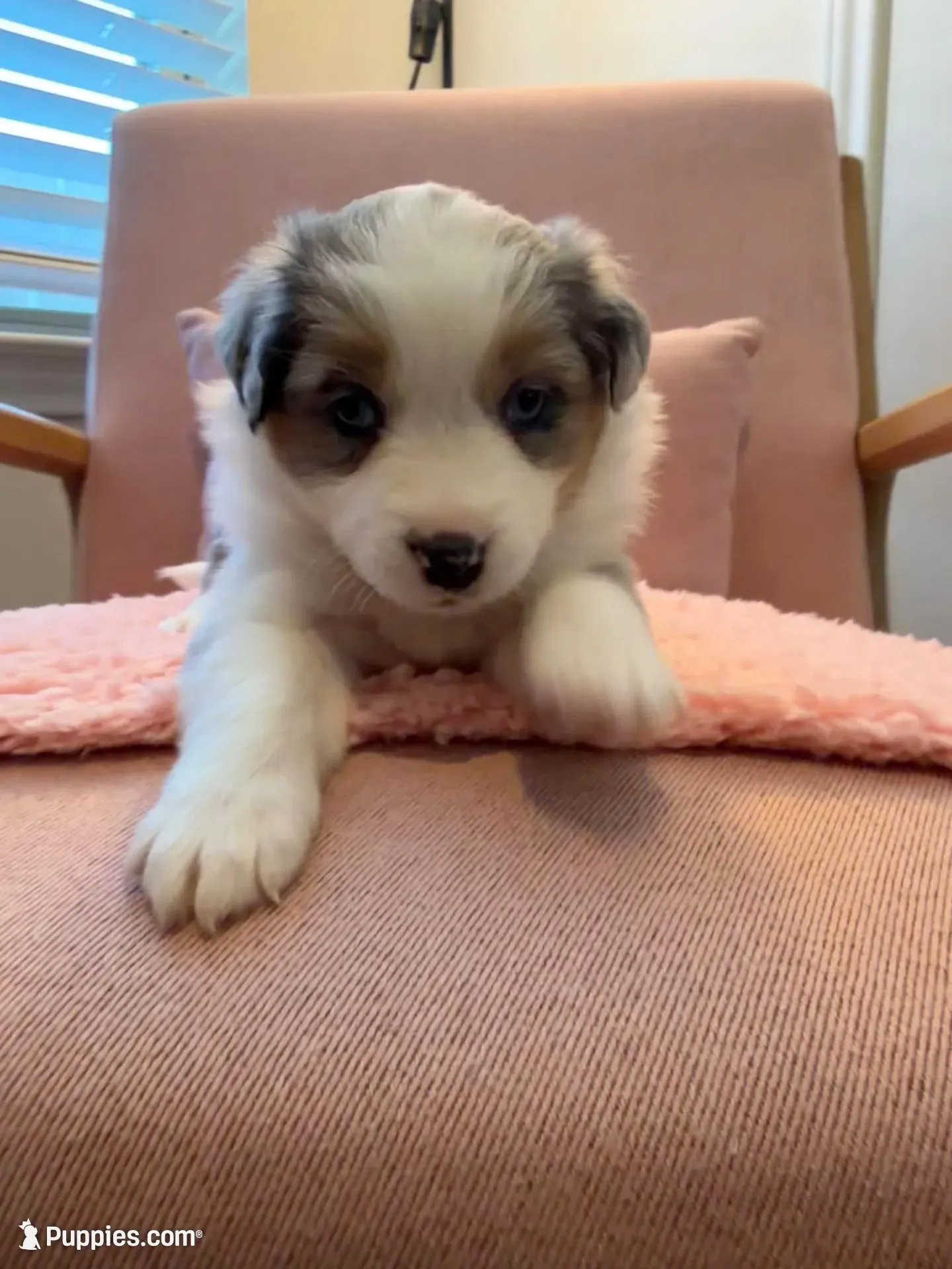 Maze – Miniature Australian Shepherd puppy for sale in Katy, TX