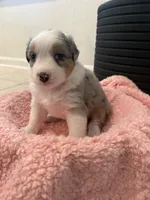 Maze, a female Miniature Australian Shepherd for sale in Katy, TX – Photo 2 of 4