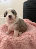 Maze, a female Miniature Australian Shepherd for sale in Katy, TX – Photo 3 of 4