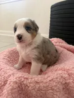 Maze, a female Miniature Australian Shepherd for sale in Katy, TX – Photo 4 of 4