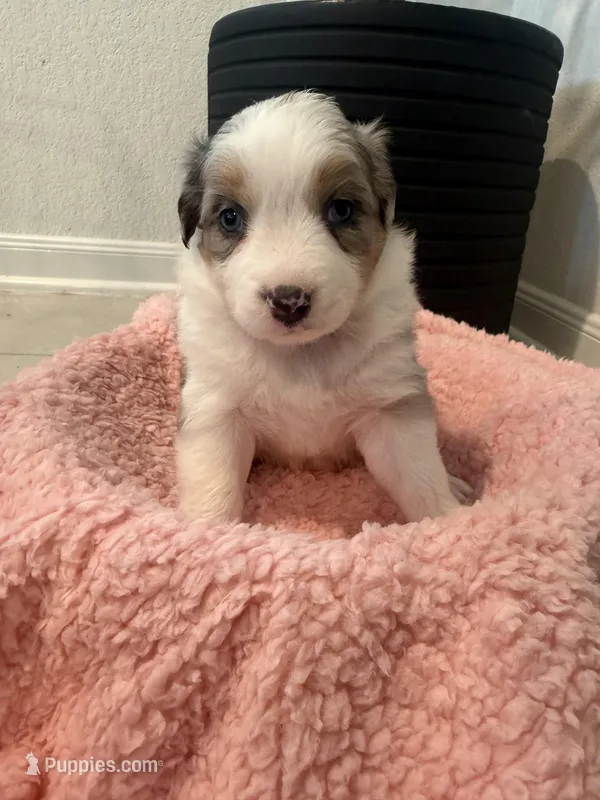 Maze – Miniature Australian Shepherd puppy for sale in Katy, TX