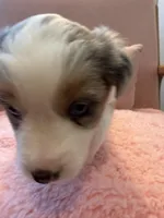 Sage, a female Australian Shepherd and Miniature Australian Shepherd for sale in Katy, TX – Photo 4 of 4