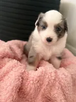 Sage, a female Australian Shepherd and Miniature Australian Shepherd for sale in Katy, TX – Photo 2 of 2