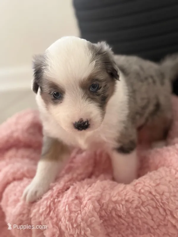 Sage – Australian Shepherd, Miniature Australian Shepherd puppy for sale in Katy, TX