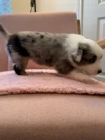 Sage, a female Australian Shepherd and Miniature Australian Shepherd for sale in Katy, TX – Photo 3 of 4