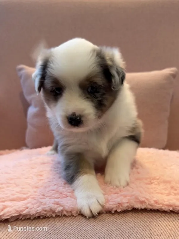 Sage – Australian Shepherd, Miniature Australian Shepherd puppy for sale in Katy, TX