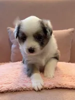 Sage, a female Australian Shepherd and Miniature Australian Shepherd for sale in Katy, TX – Photo 1 of 4