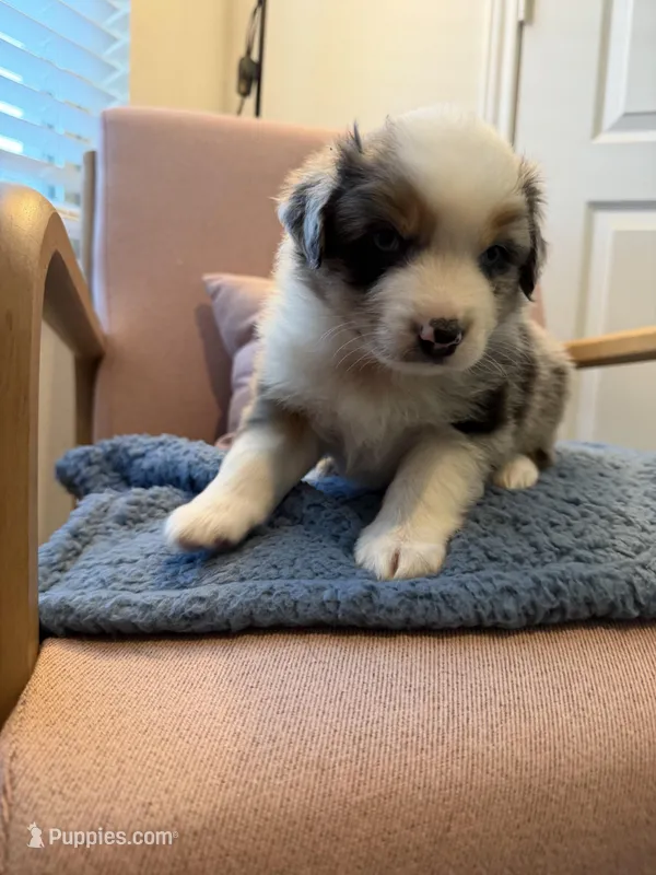 Pugsley – Miniature Australian Shepherd puppy for sale in Katy, TX