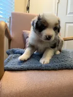 Pugsley, a male Miniature Australian Shepherd for sale in Katy, TX – Photo 1 of 4