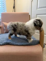 Pugsley, a male Miniature Australian Shepherd for sale in Katy, TX – Photo 4 of 4