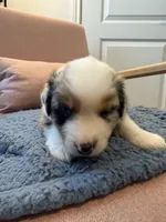 Pugsley, a male Miniature Australian Shepherd for sale in Katy, TX – Photo 3 of 4