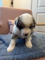 Pugsley, a male Miniature Australian Shepherd for sale in Katy, TX – Photo 2 of 4